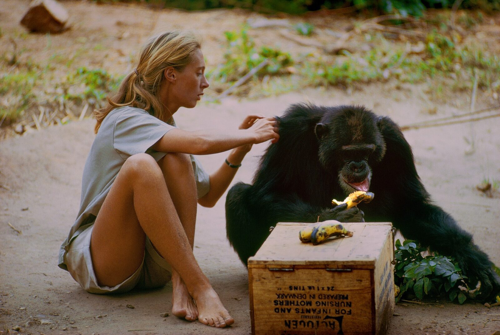 Disney Developing “Jane Goodall Movie”, Eleanor Catton To Write
