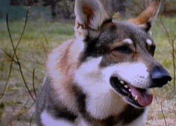 Seth Rogen to Reboot Iconic ’80s Dog Show “The Littlest Hobo”