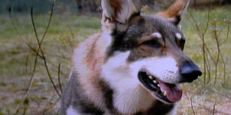Seth Rogen to Reboot Iconic ’80s Dog Show “The Littlest Hobo”